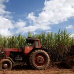 Cuba cuts plans to export sugar with output expected to stagnate